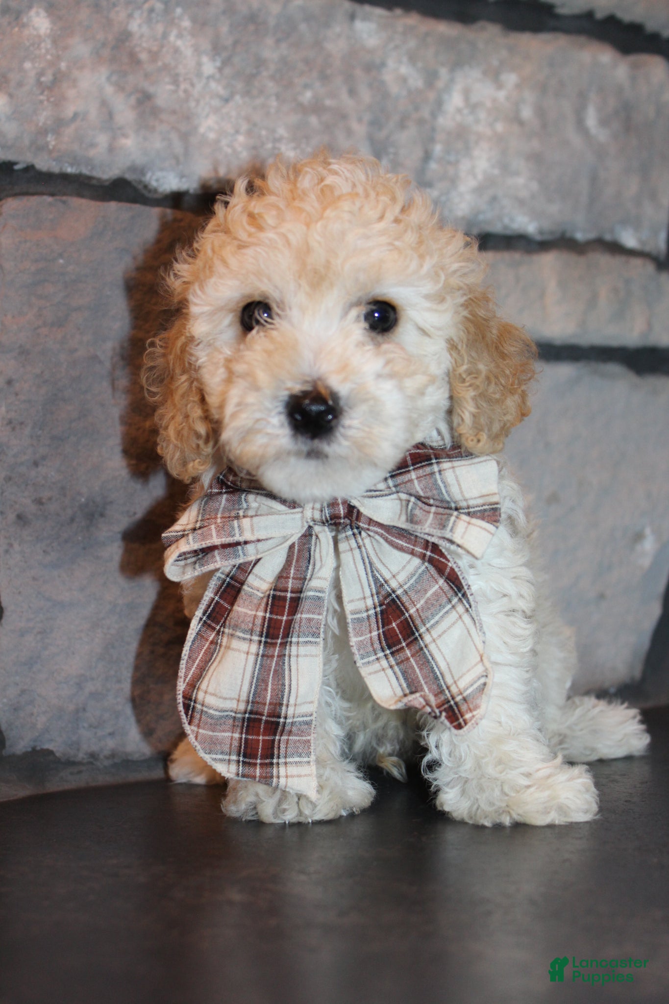 Miniature Poodle dogs AKC Ojji - Ad 1