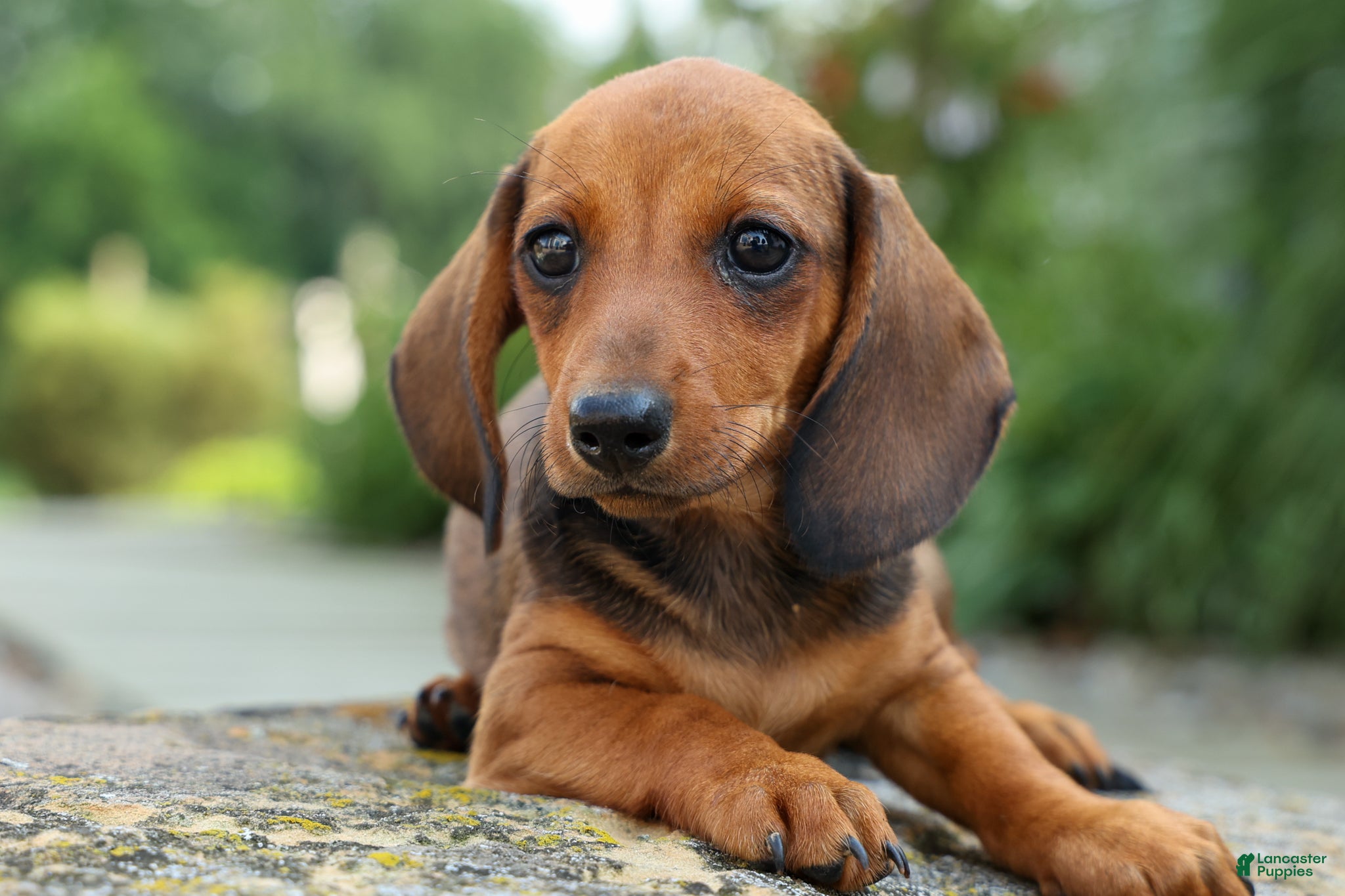 Miniature Dachshund dogs Sweet Pea 🎀 - Ad 2