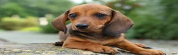 Miniature Dachshund dogs for sale: Sweet Pea 🎀 - Ad 5