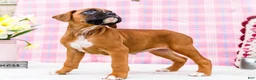 Boxer dogs for sale: Minnie - Ad 12