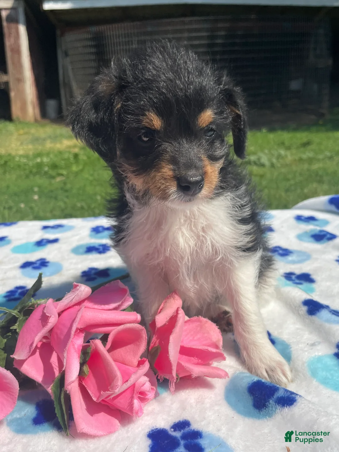 Mixed Breed dogs for sale: Flora - Ad 2