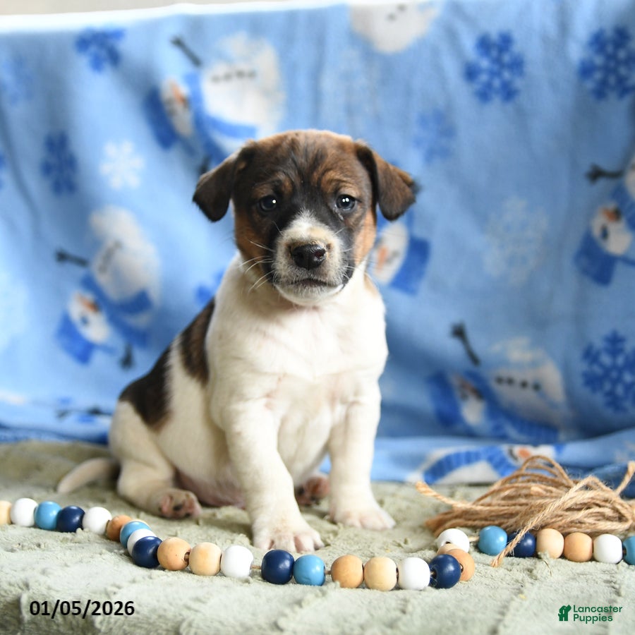 Jack Russell Terrier dogs Porkchop - Ad 33