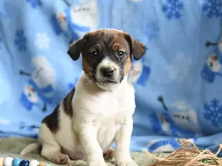 Jack Russell Terrier dogs Porkchop - Ad 15