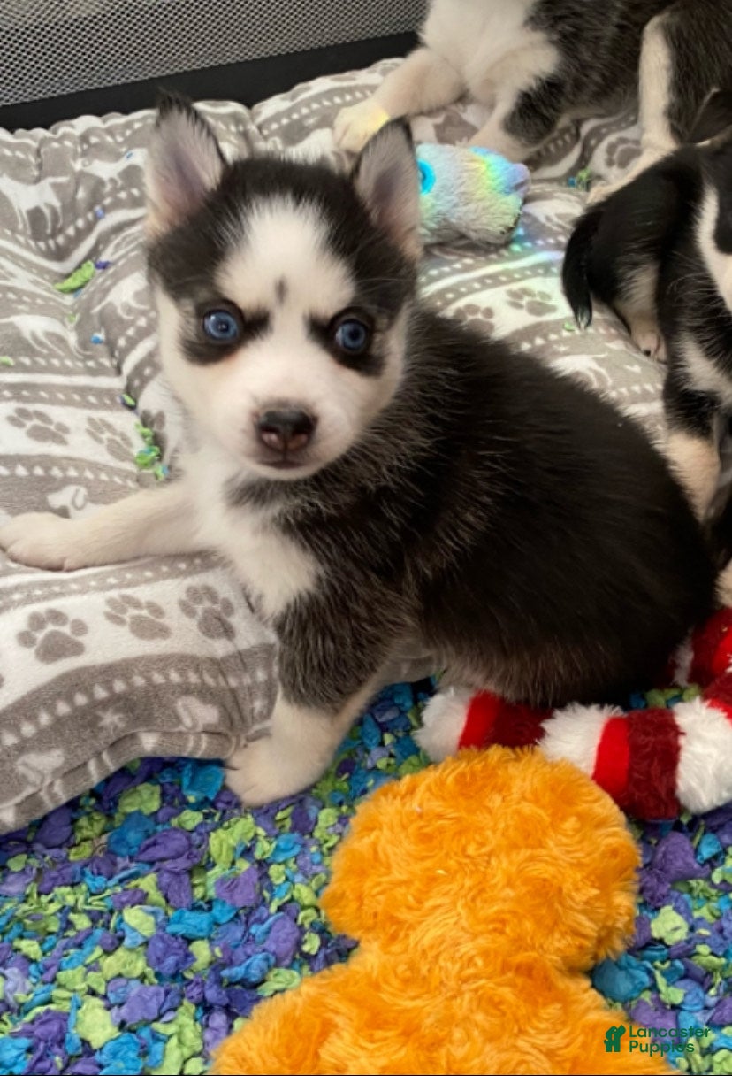 Pomsky dogs Spice  - Ad 18