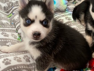 Pomsky dogs Spice - Ad 8