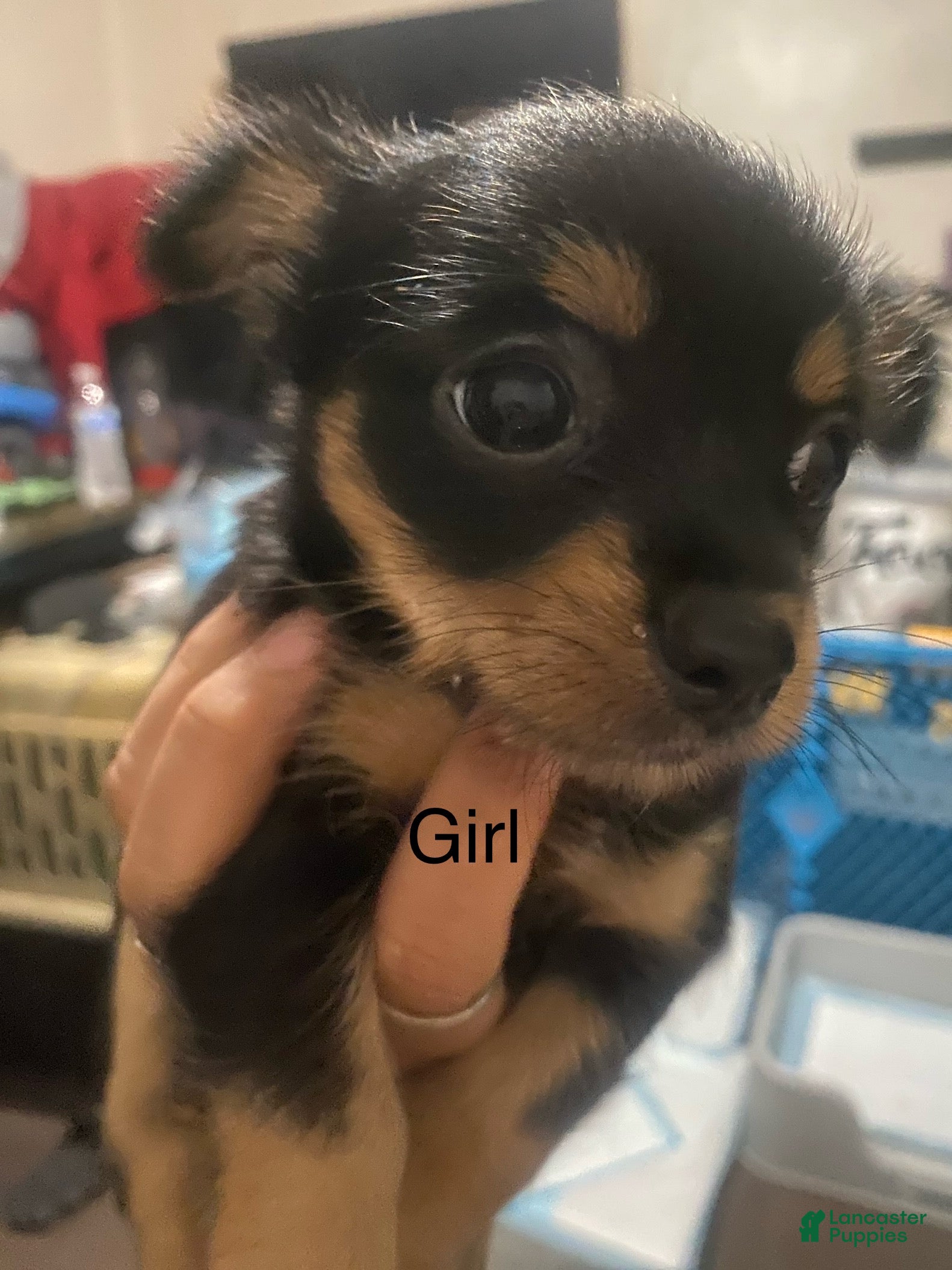 Mixed Breed dogs Mixed Breed Puppy 2 - Ad 5