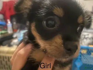 Mixed Breed dogs Mixed Breed Puppy 2 - Ad 5