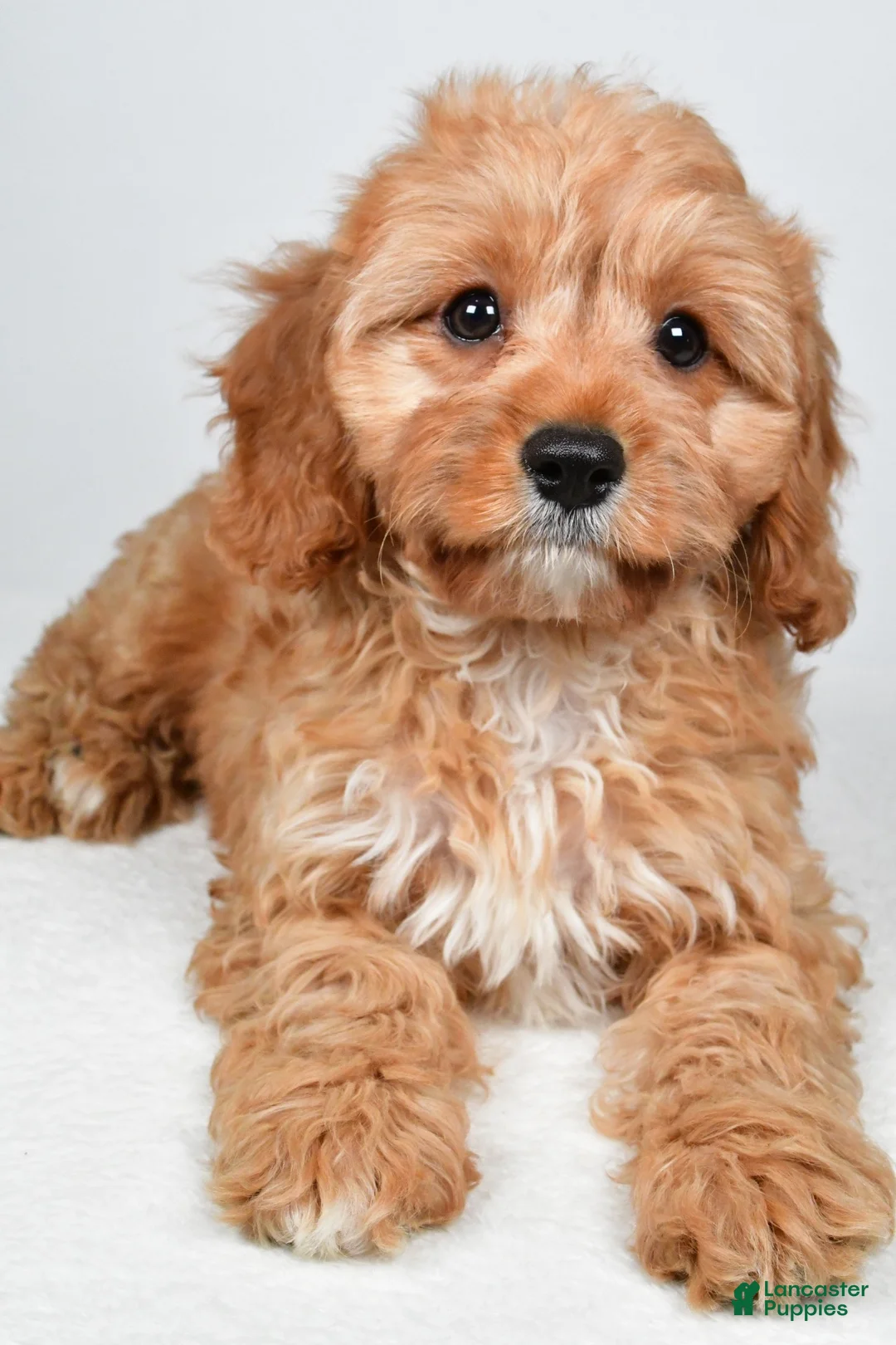 Cavapoo dogs for sale: Murphy - Ad 9