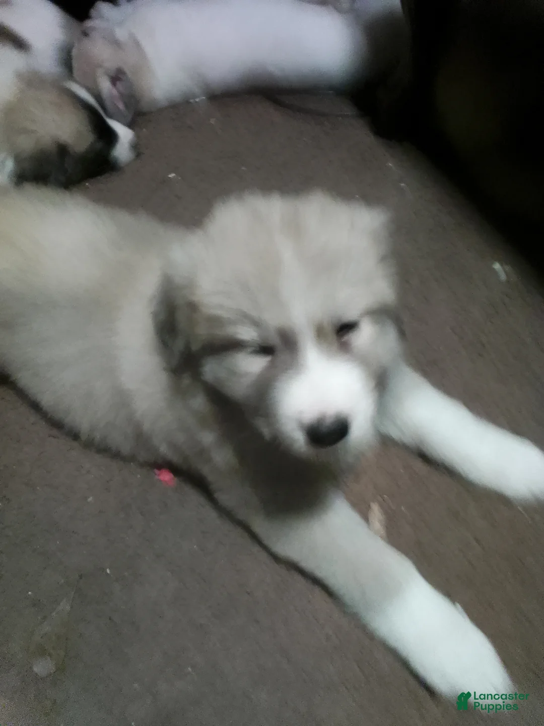Mixed Breed dogs for sale: Rolly Polly  - Ad 2