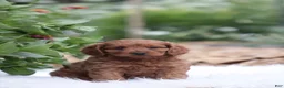 Cavapoo dogs for sale: Bingo  - Ad 2