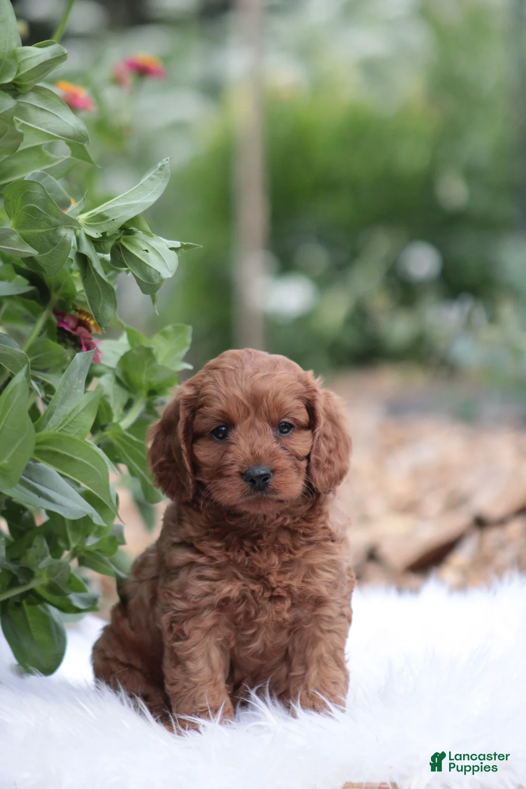 Cavapoo dogs for sale: Bingo  - Ad 2