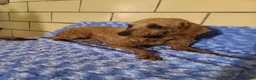 Bichpoo dogs for sale: Pluto - Ad 9