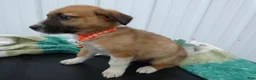Border Collie dogs for sale: Border Collie Puppy 2 Simon - Ad 2