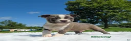 Boston Terrier dogs for sale: Moony - Ad 4