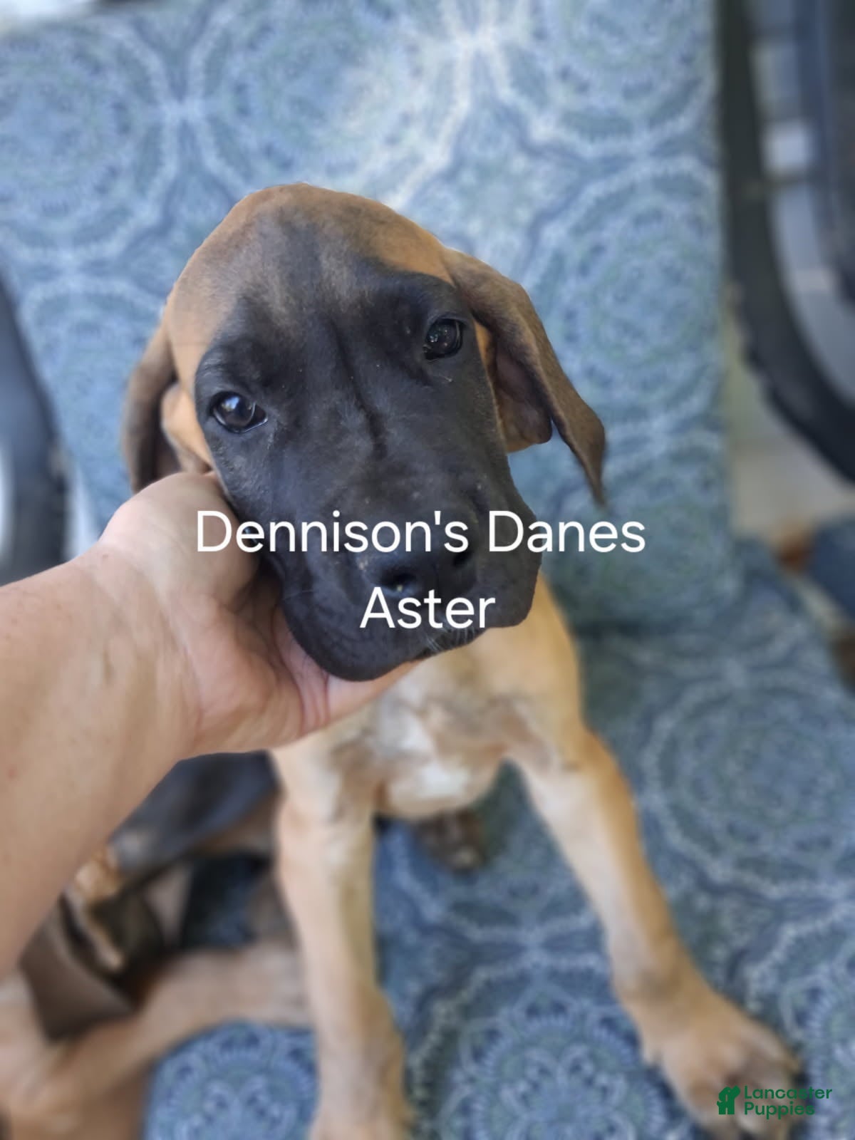 Great Dane dogs for sale: Aster - Ad 3