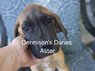 Great Dane dogs for sale: Aster - Ad 3