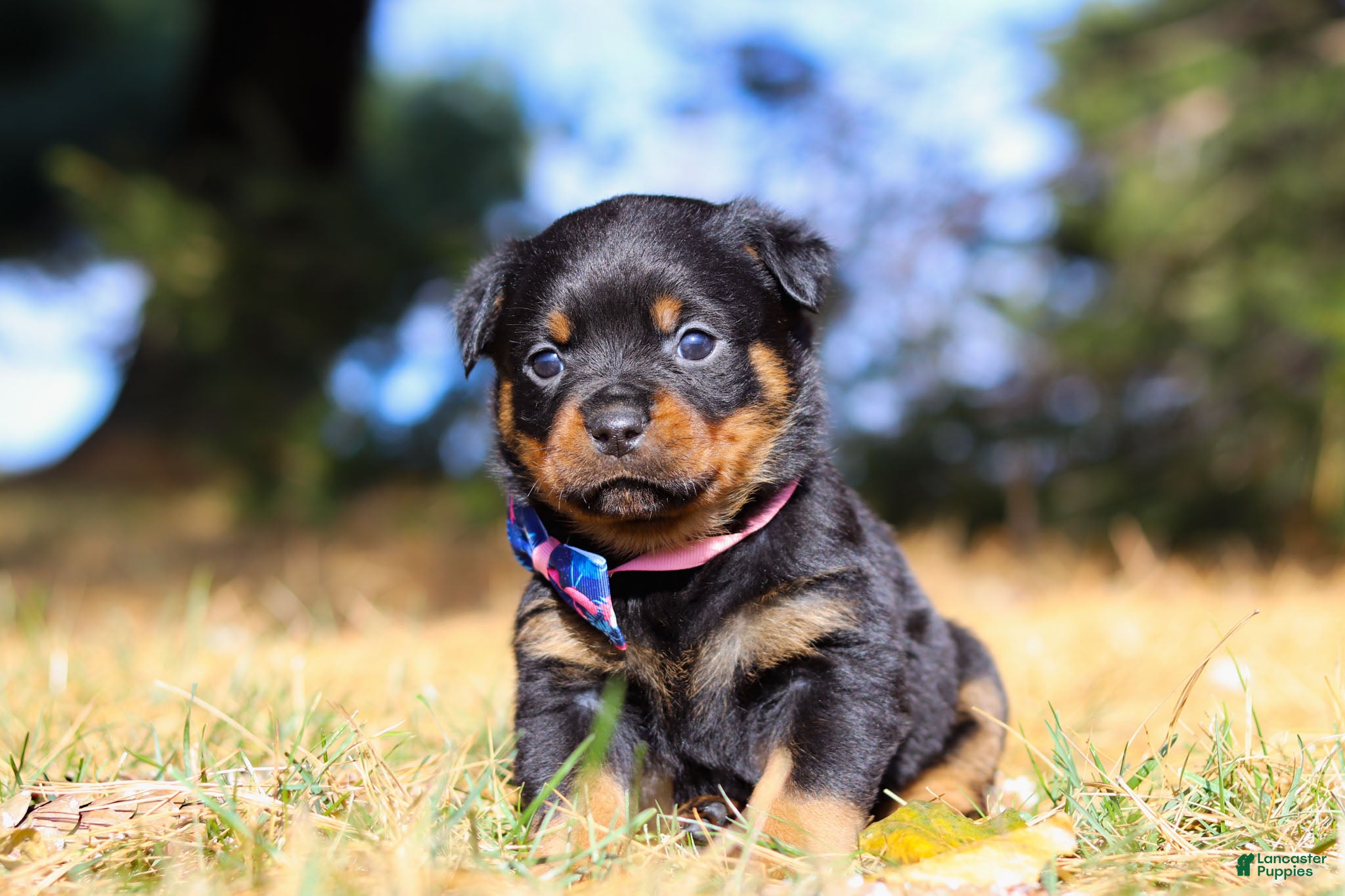 Rottweiler dogs Zara - Ad 2