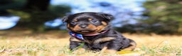 Rottweiler dogs for sale: Zara - Ad 1