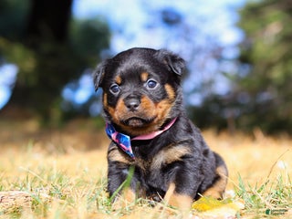 Rottweiler dogs Zara - Ad 29
