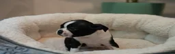 Boston Terrier dogs for sale: Blackberry - Ad 11