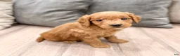 Mini Goldendoodle dogs for sale: Chief - Ad 3