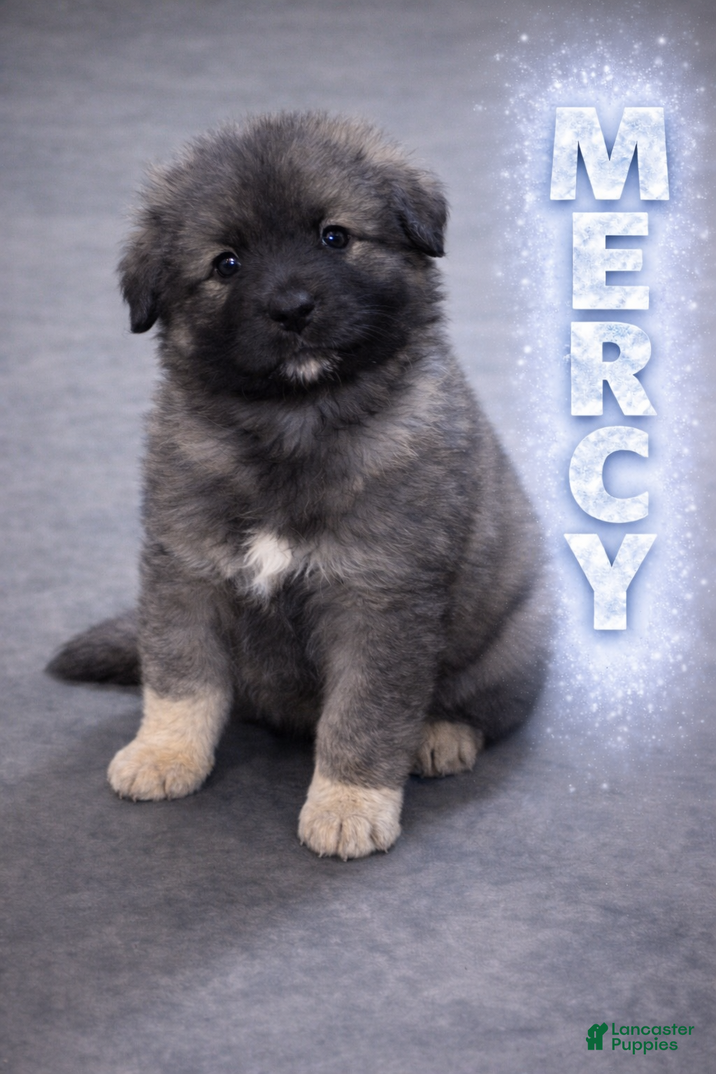Caucasian Shepherd Dog dogs Mercy-Caucasian Shepherd Dog Puppy 4 - Ad 1