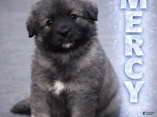 Caucasian Shepherd Dog dogs Mercy-Caucasian Shepherd Dog Puppy 4 - Ad 1