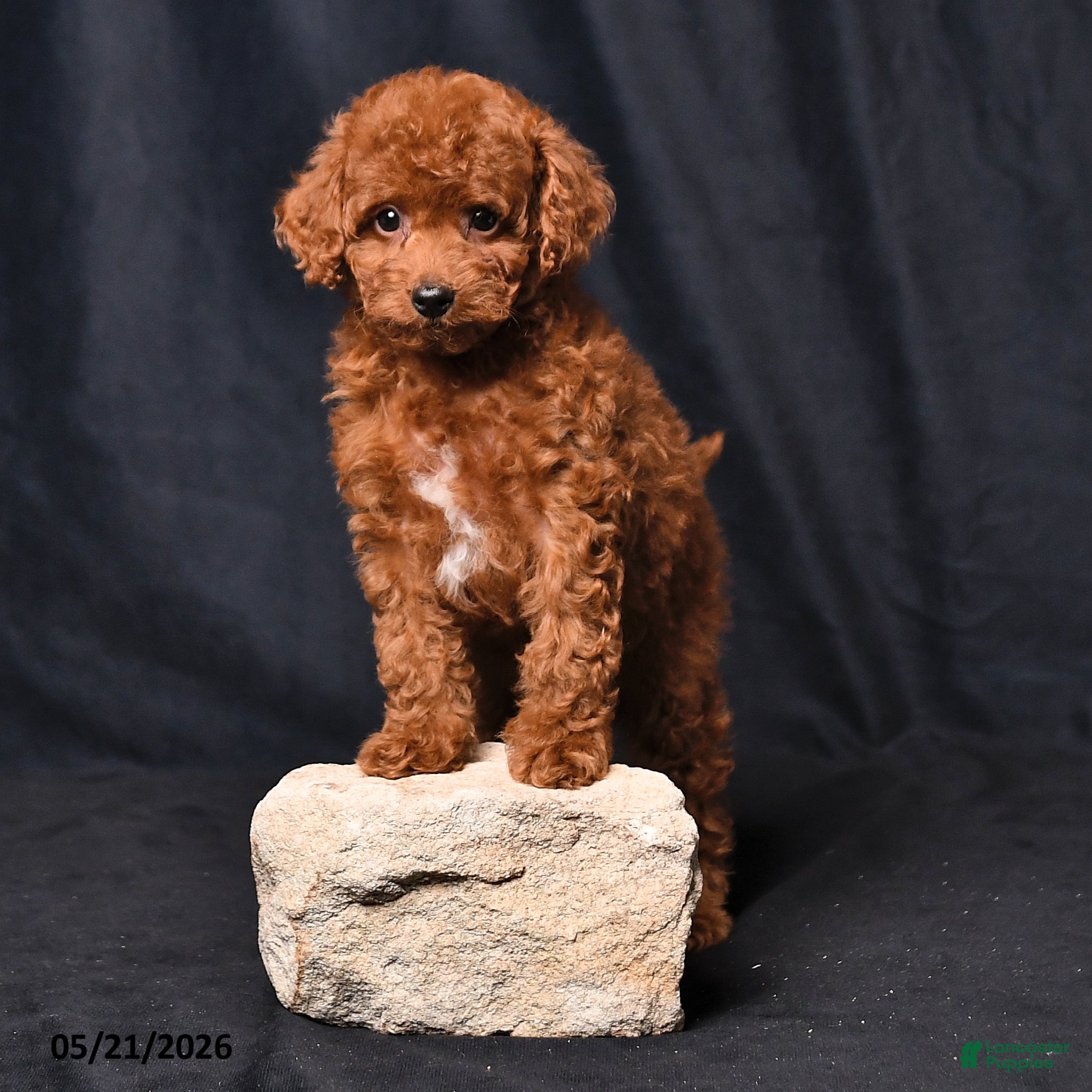 Toy Poodle dogs April - Ad 2