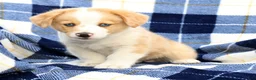 Welsh Corgi Pembroke dogs for sale: Boone - Ad 9
