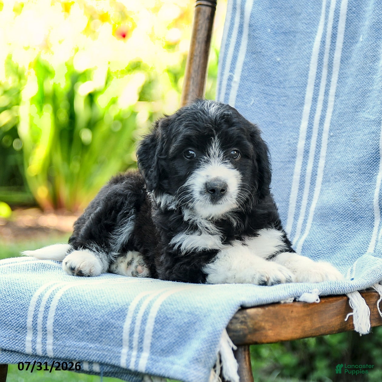 Mini Aussiedoodle dogs Aria - Ad 2