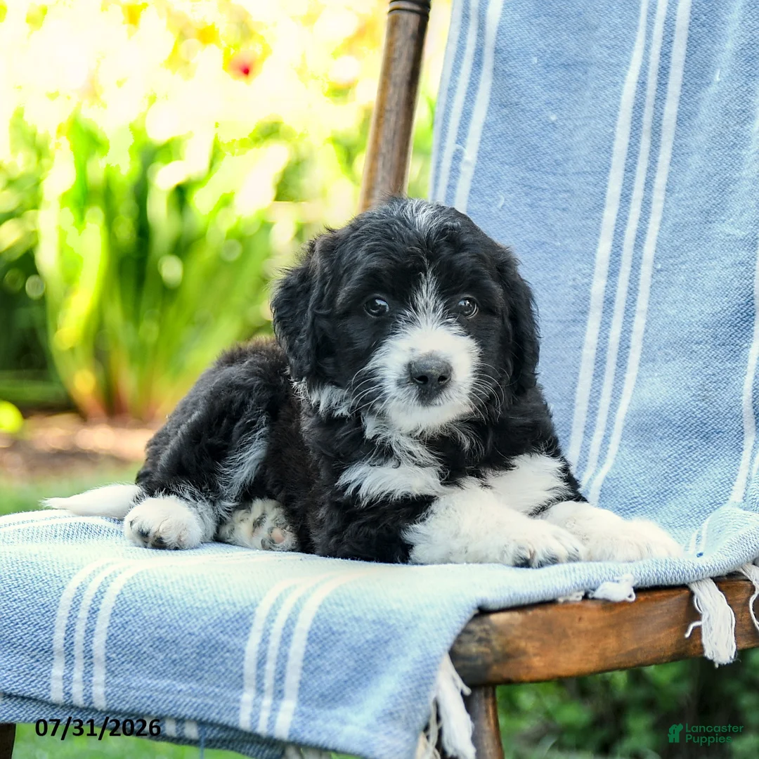 Mini Aussiedoodle dogs for sale: Aria - Ad 2