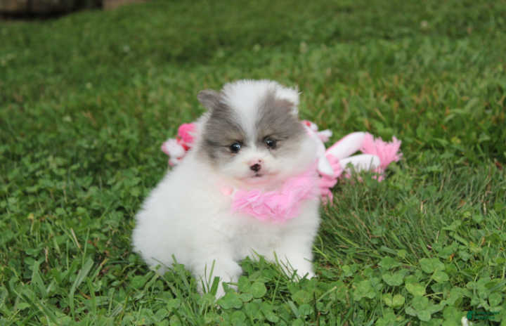 Pomeranian dogs Flora - Ad 1