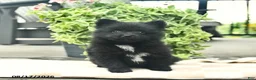 Pomeranian dogs for sale: Pupcake  - Ad 3