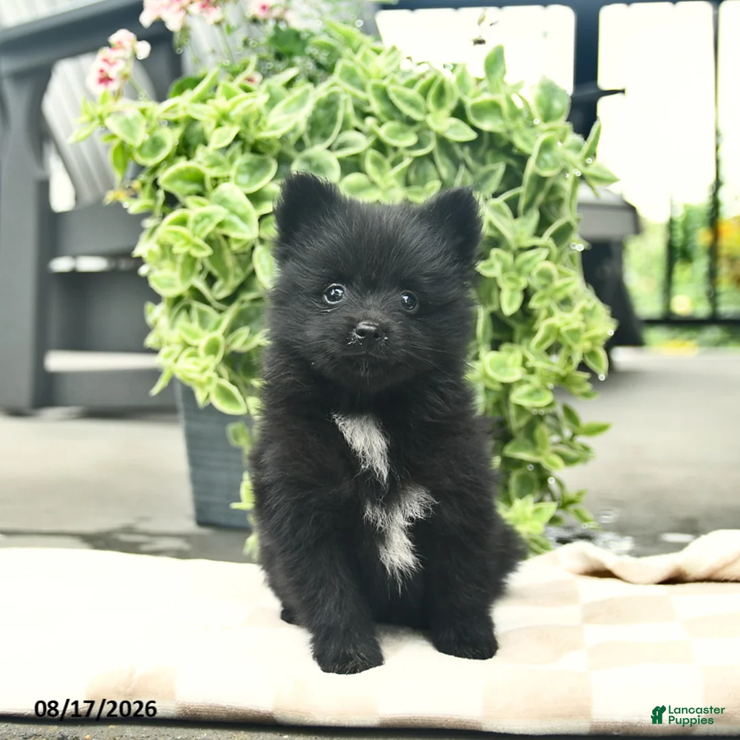 Pomeranian dogs for sale: Pupcake  - Ad 3