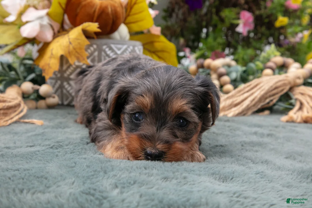 Yorkiepoo dogs for sale: Roxie - Ad 3