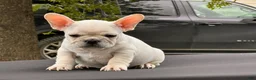 French Bulldog dogs for sale: Papa Smurf - Ad 4