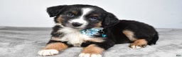Miniature Australian Shepherd dogs for sale: Rhoda - Ad 6