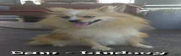 Pomeranian dogs for sale: Mason - Ad 10