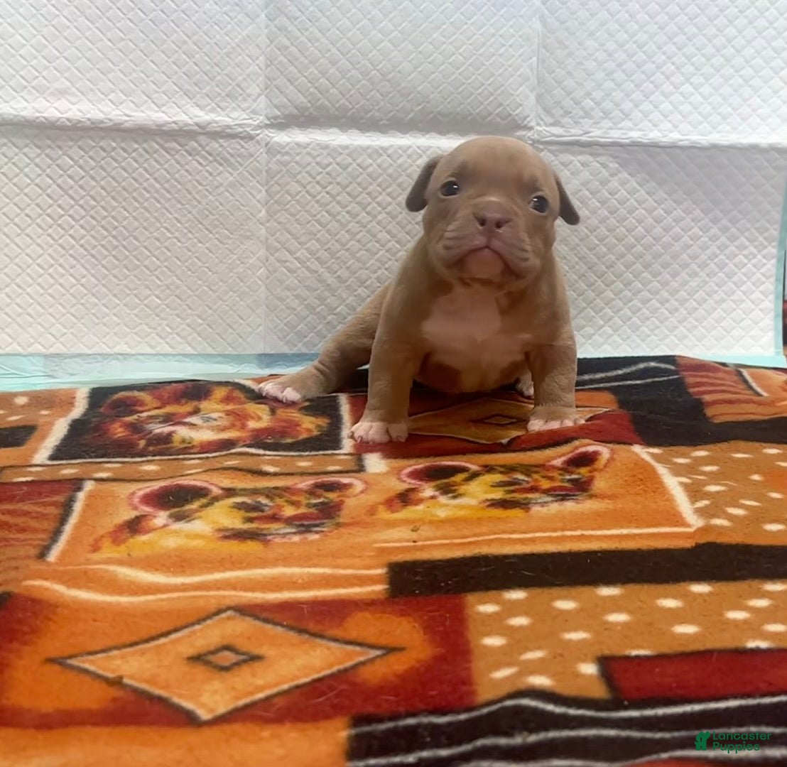 American Bully dogs Saweetie 2.0 - Ad 2