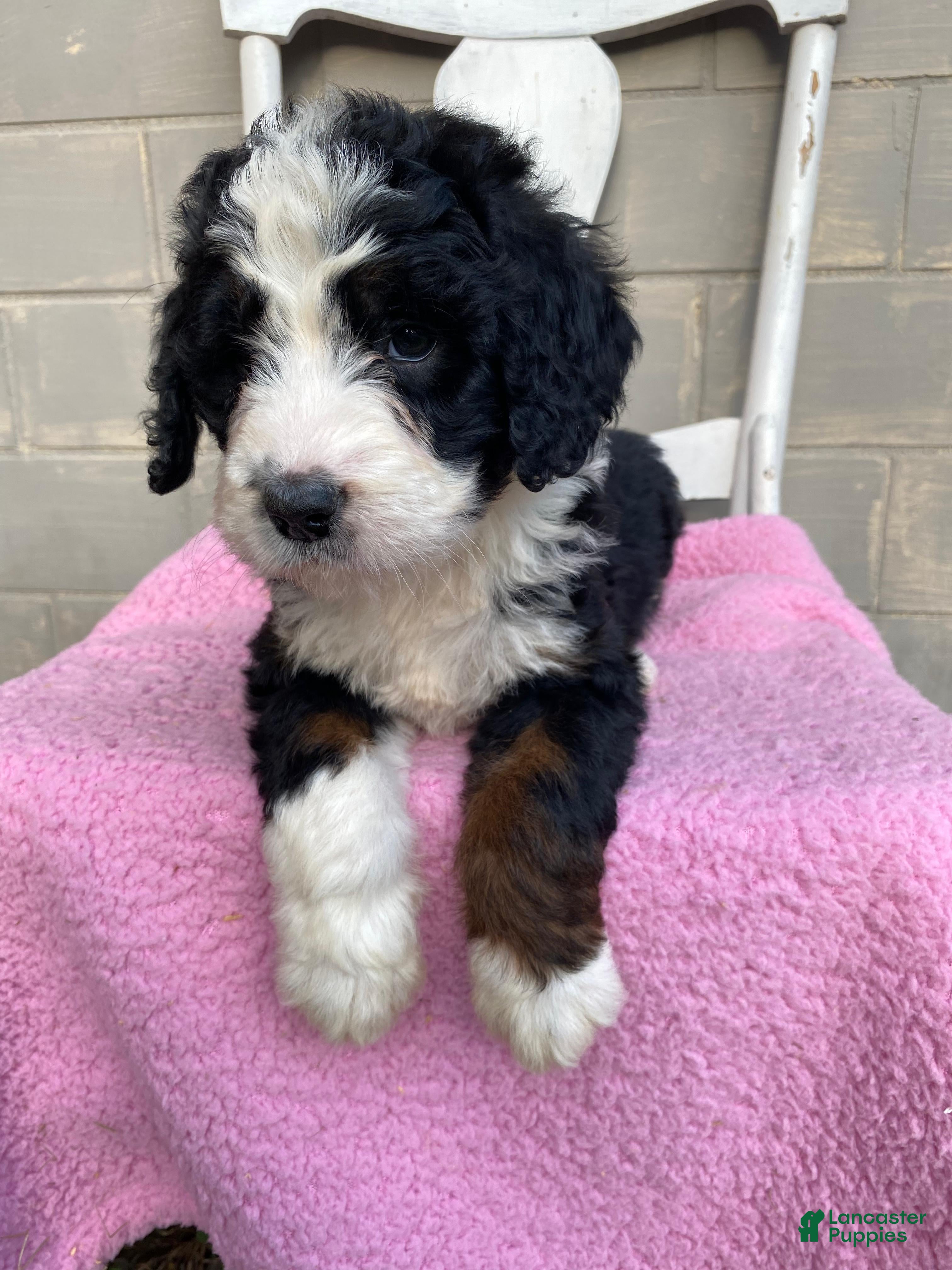 Bernedoodle dogs Daisy - Ad 1