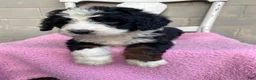 Bernedoodle dogs for sale: Daisy - Ad 1