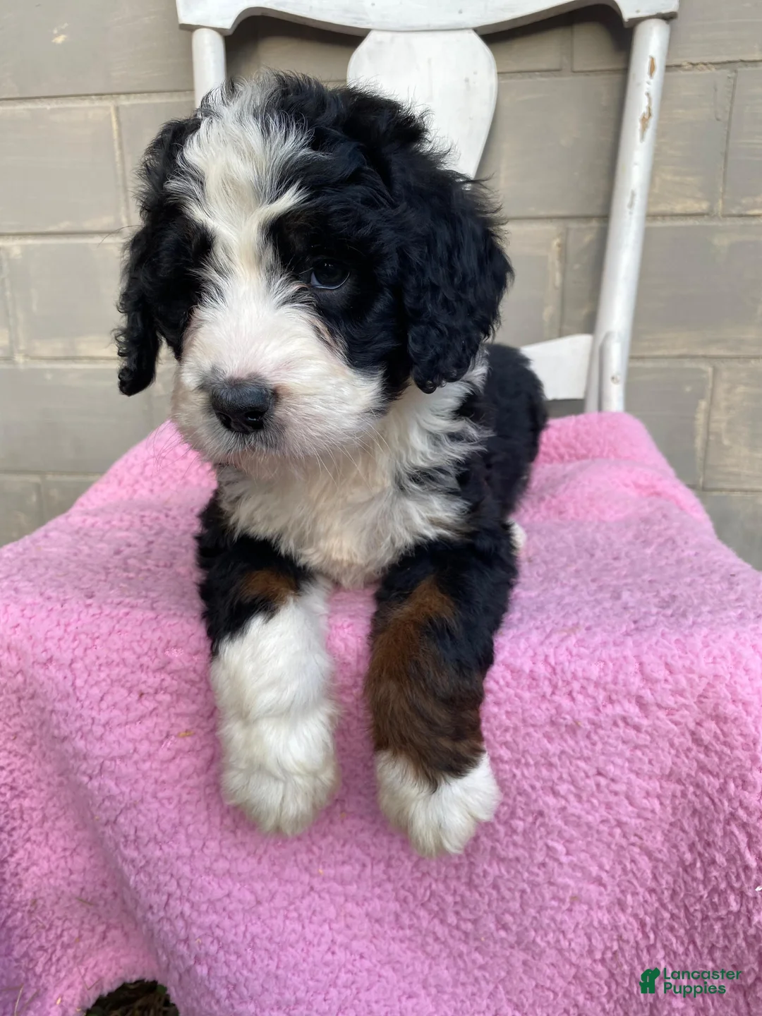 Bernedoodle dogs for sale: Daisy - Ad 1
