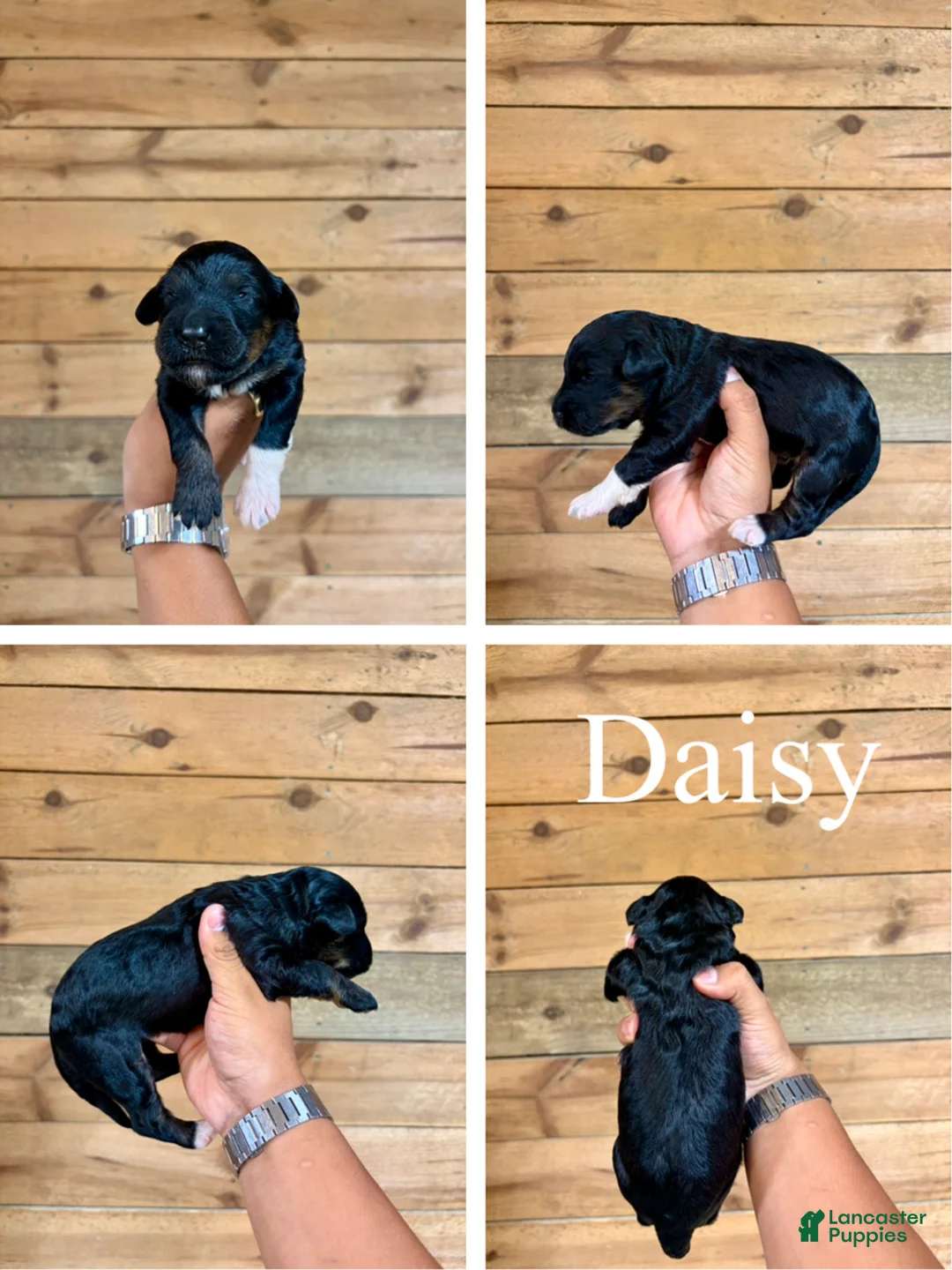 Bernedoodle dogs for sale: Daisy - Ad 1
