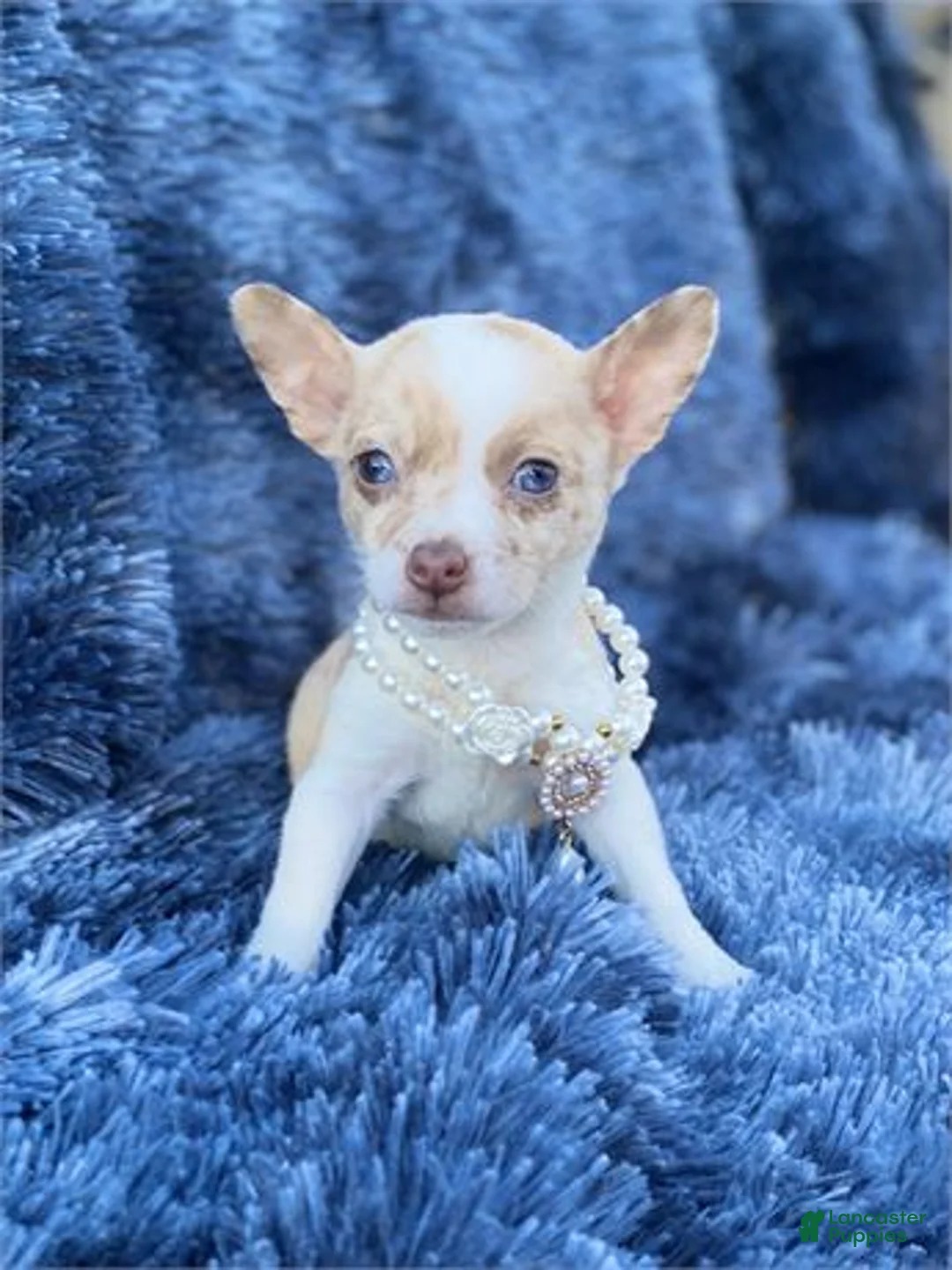 Chihuahua dogs for sale: Chihuahua Puppy 1 - Ad 2