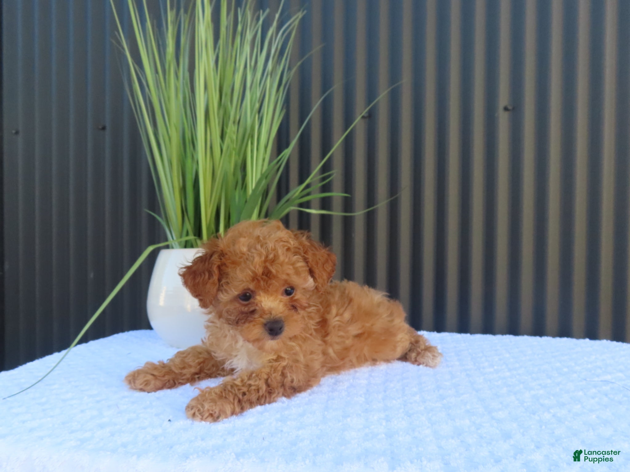 Toy Poodle dogs for sale: Bailey - Ad 4