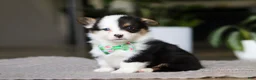 Welsh Corgi Pembroke dogs for sale: Benji - Ad 3