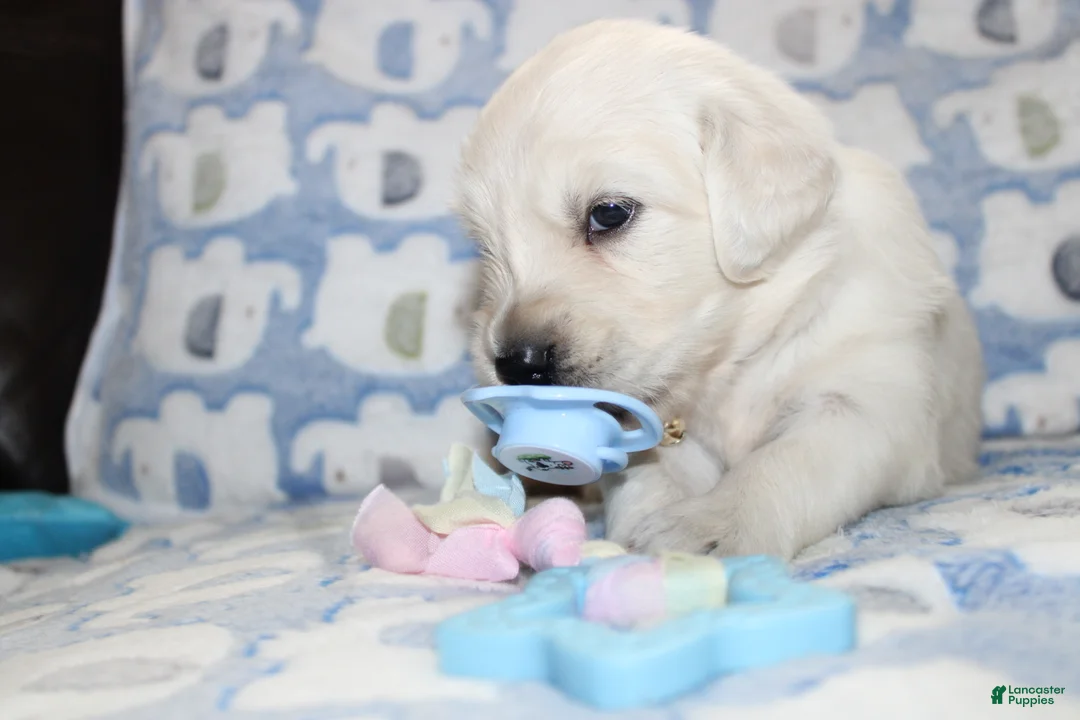 Golden Retriever dogs for sale: 4th choice male avilable - Ad 2