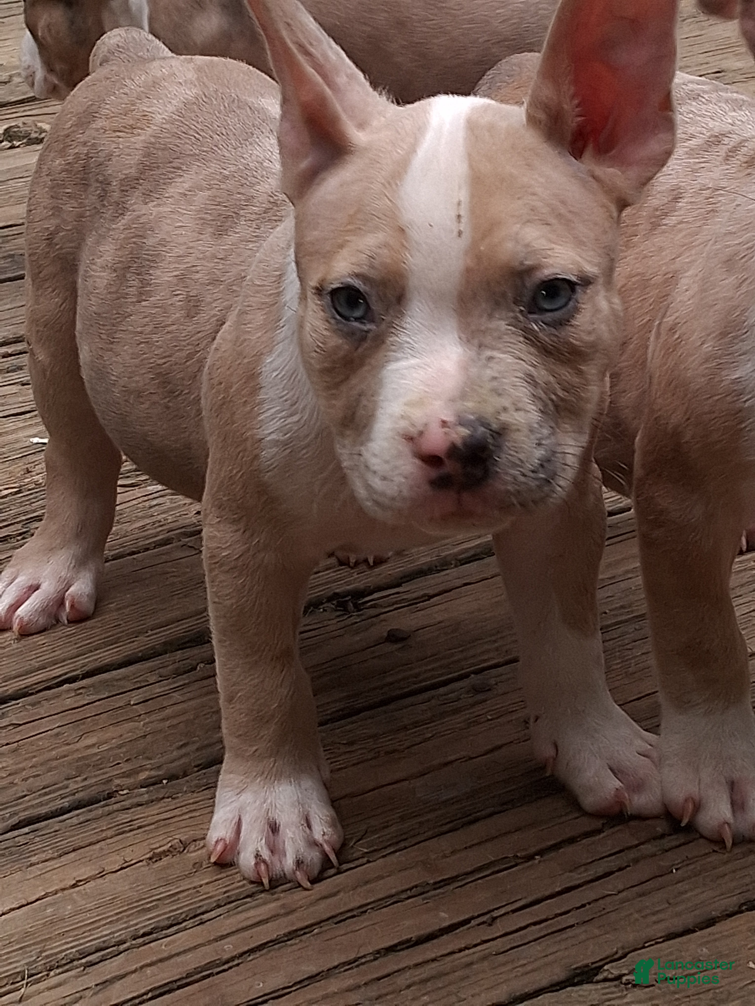 American Bully dogs American Bully 2 - Ad 2