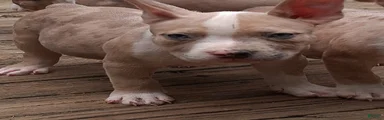 American Bully 2