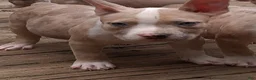American Bully dogs for sale: American Bully 3 - Ad 3